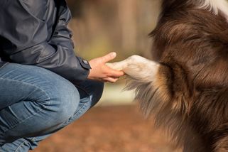 Jak jsme koupili štěně z množírny a doplatili na to - Médium.cz